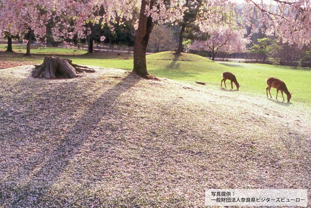 Hotel Pagoda Nara Bagian luar foto